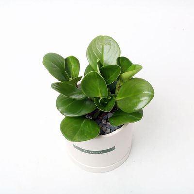 청페페 실내공기정화식물 카페 인테리어 화분