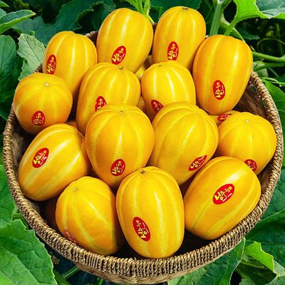 성주 참외 4kg 중소 24과 내외