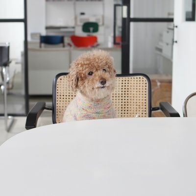 강아지옷 겨울옷 레인보우 하이넥 스웨터(연베이지)