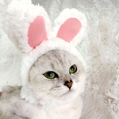 강아지 귀 모자 고양이 토끼 토끼귀 장식품(WFLTU2F)