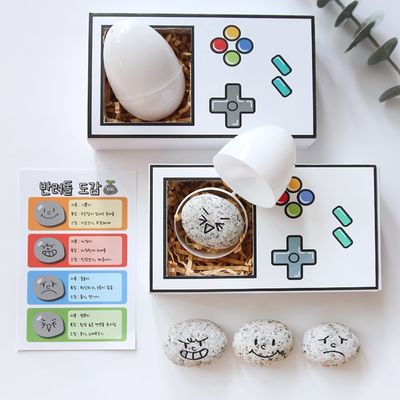 반려돌 애완돌 애완 돌멩이 돌 키우기 반려석 돌맹이