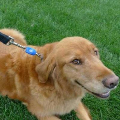 Happy Paw 러블리 숄더백 시리즈