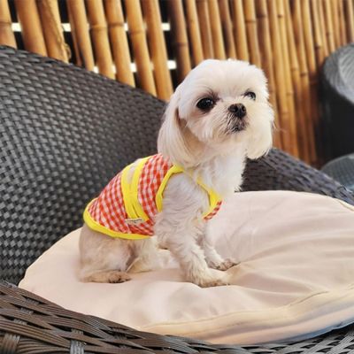 강아지 비키니 수영복 2XL 1P 반려견 여름 물놀이[WCF