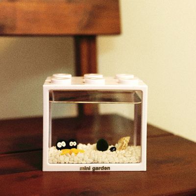 블록어항 화이트 숯검댕이 친구들과 마리모M 키우기