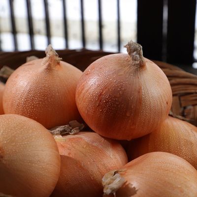 햇 양파 9kg 중 100g~150g