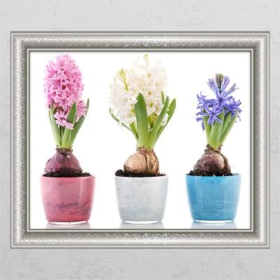 cj385-양파의색다른모습_창문그림액자