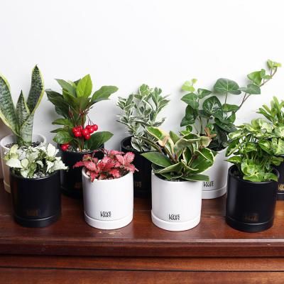 실내공기정화식물 미니도자기화분 시리즈