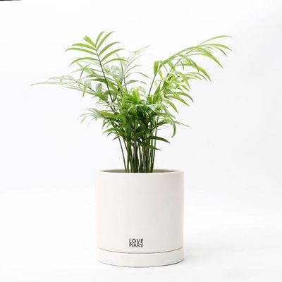테이블야자 실내공기정화식물 카페 인테리어 화분