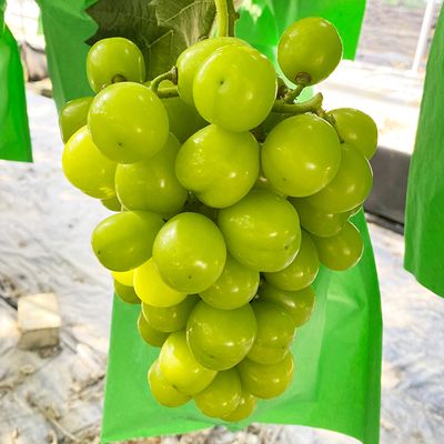 샤인머스켓 실속형 1kg 2~3수