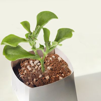 아이스플랜트 키우기 미네랄 화분 풀 패키지 DIY