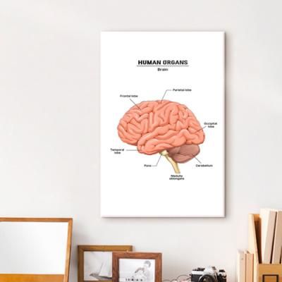 iy619-인체에대하여_장기_중형노프레임