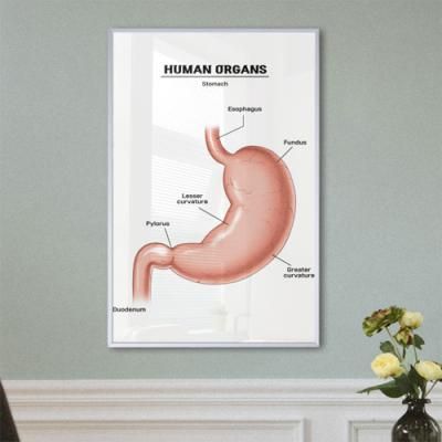 ix717-신체부위_장기2_중형메탈액자