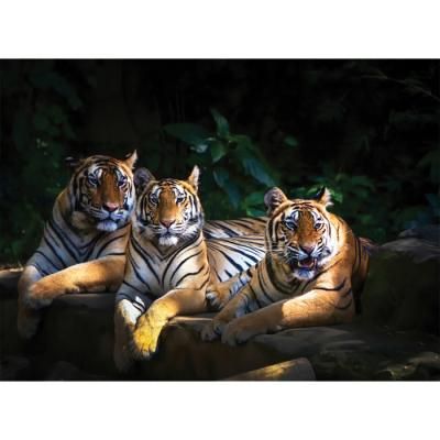 2000피스퍼즐 용감한 호랑이 형제 퍼즐코리아