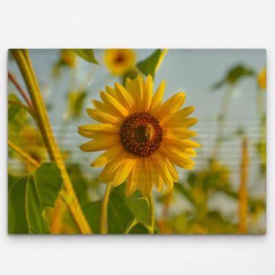 ie725-폼아크릴액자78CmX56Cm_감성필터해바라기