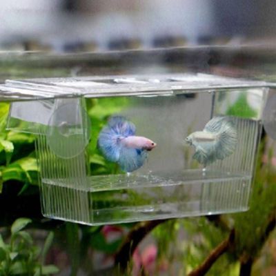 [와인앤쿡]어항내 격리 케이스 아크릴 부화장