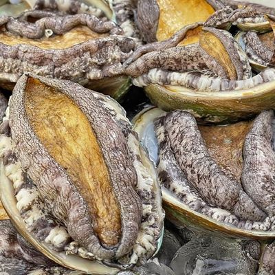 순살전복 보말칼국수 활전복 1kg 왕특대(WFPCZ1B)