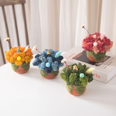 스칸디아모스 공기정화식물 화분 폼폼 set 15cm 4컬러