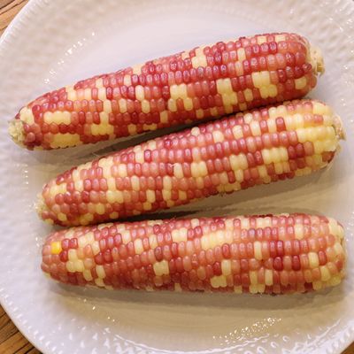 갓 삶은 냉동 쫀득 홍 찰옥수수 왕특대 20개
