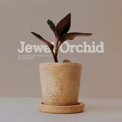 테라코타 주얼오키드(Jewel Orchid) 토분 미니화분