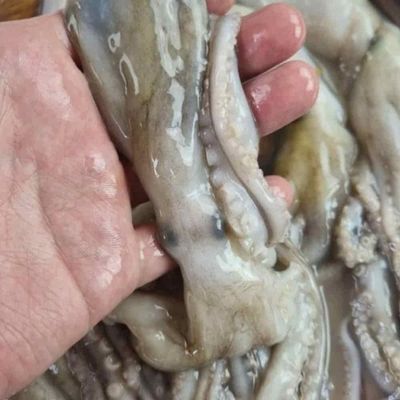 냉동 낙지 6미 통낙지 냉동해물 낙지샤브샤브 캠핑해산물(WFPDXUU)