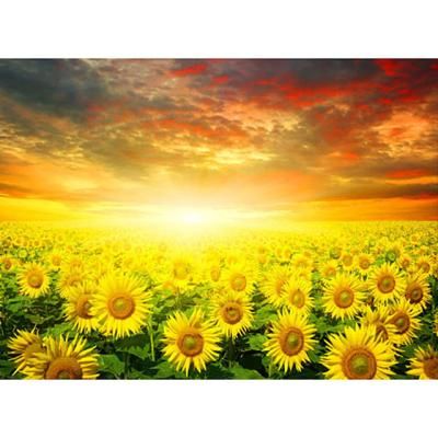 해바라기 들판의 일몰 [500피스/직소퍼즐/HP515]