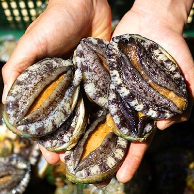 [음담] 국내산 완도 대장 전복 1kg (15미내외) 2팩