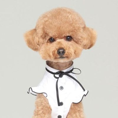 반려 동물 강아지 블라우스 화이트 세련된 하객룩[W50