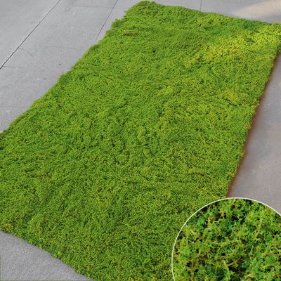플랜테리어 인조 이끼 A-7(100cm*200cm)