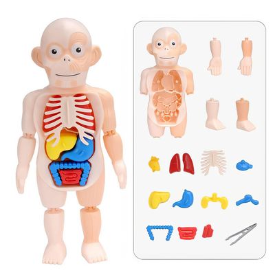 맥킨더 인체모형 인체 신체 모형 우리몸교구 B1326