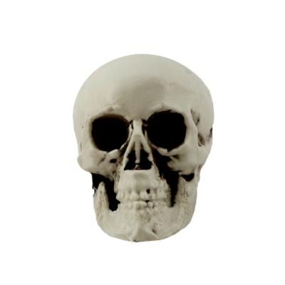 두개골 해골 모형 4호 (7.5X6X5.3cm)