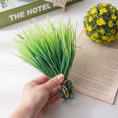 이른 봄 새싹보리 한 묶음