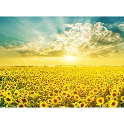 해바라기 들판의 일출 [500피스/직소퍼즐/HP514]