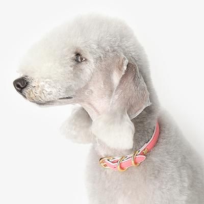 [아담스독] 애견 리드줄+목줄 SET (15mm) 소형견/중형견 - 사피아노 베이비핑크