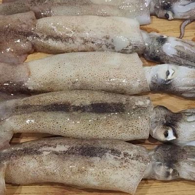 국내산 냉동 오징어 3미 냉동수산물 오징어요리 오징어구이 오징어볶음(WFPDLSK)