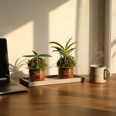 풍란 이끼 디쉬 오브제(FUKIRAN MOSS DISH) 미니화분