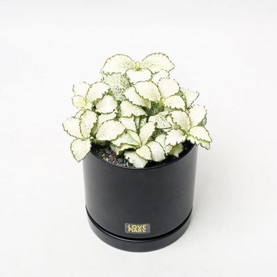 화이트스타 실내공기정화식물 카페 인테리어 화분