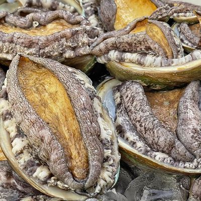 식자재 신선전복 활전복 1kg 특대(WFPBZUG)
