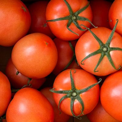 유럽종 완숙토마토 5kg 실속 못난이 혼합 주스용