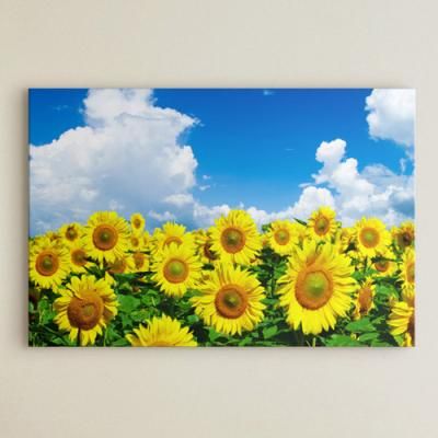 cu452-해바라기와하늘여행_중형노프레임