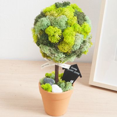 스칸디아모스 공기정화식물 화분 나무토분 set 30cm