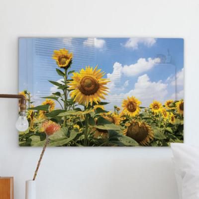 da637-폼아크릴액자58CmX38Cm_하늘을바라보는해바라기