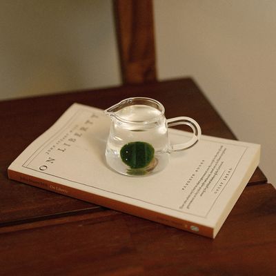 마리모 단품 S사이즈