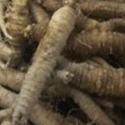 산채 작물 3000립 씨앗 품종 토종 더덕 사삼(WFPA9F4)