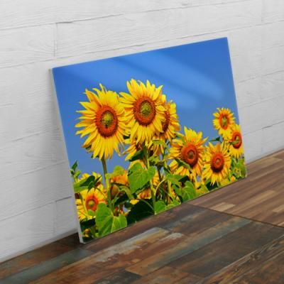 tl293-폼아크릴액자78CmX56Cm_푸른하늘해바라기