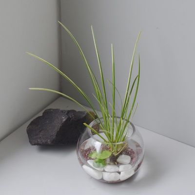 무늬사초 수경식물 셀프인테리어 플랜테리어