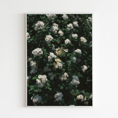 White Rose Poster (A1, A2)