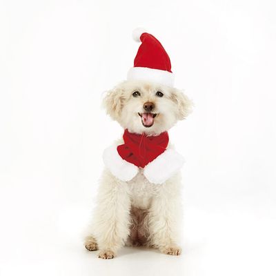 아트박스 펫 크리스마스 모자목도리