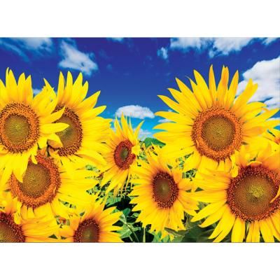 2000피스퍼즐 청명한 하늘의 해바라기들판 퍼즐코리아