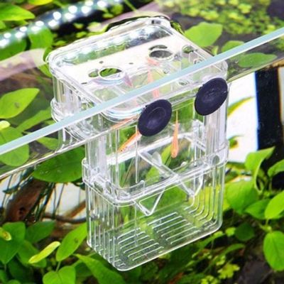 [와인앤쿡]열대어 구피 부화통 치어 분리