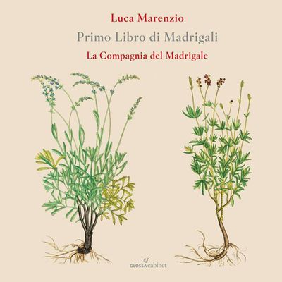 PRIMO LIBRO DI MADRIGALI: MADRIGALS BOOK1/ LA COMPAGNIA DEL MADRIGALE [마렌치오: 마드리갈 1권 - 라 콤파냐 델 마드리갈레
]